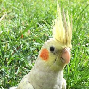 Meet your Posher, German